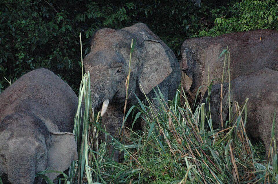 Kawanan gajah kalimantan sedang berkeliling.