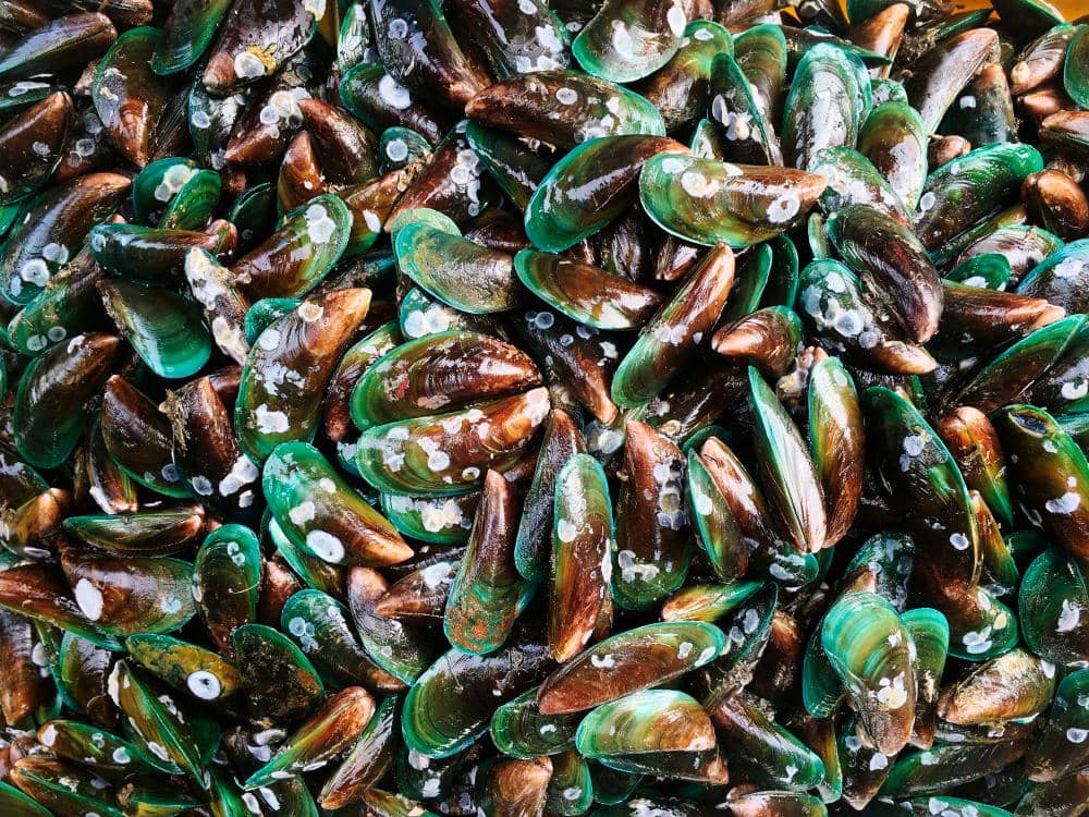 Ilustrasi kerang hijau dengan cangkang hijau gelap yang menggambarkan salah satu jenis makanan laut.