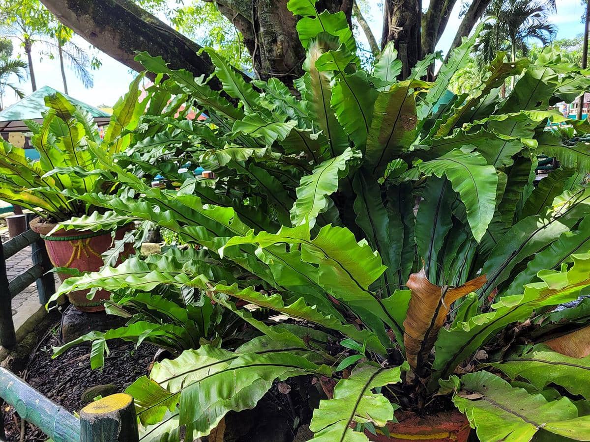 ilustrasi asplenium nidus
