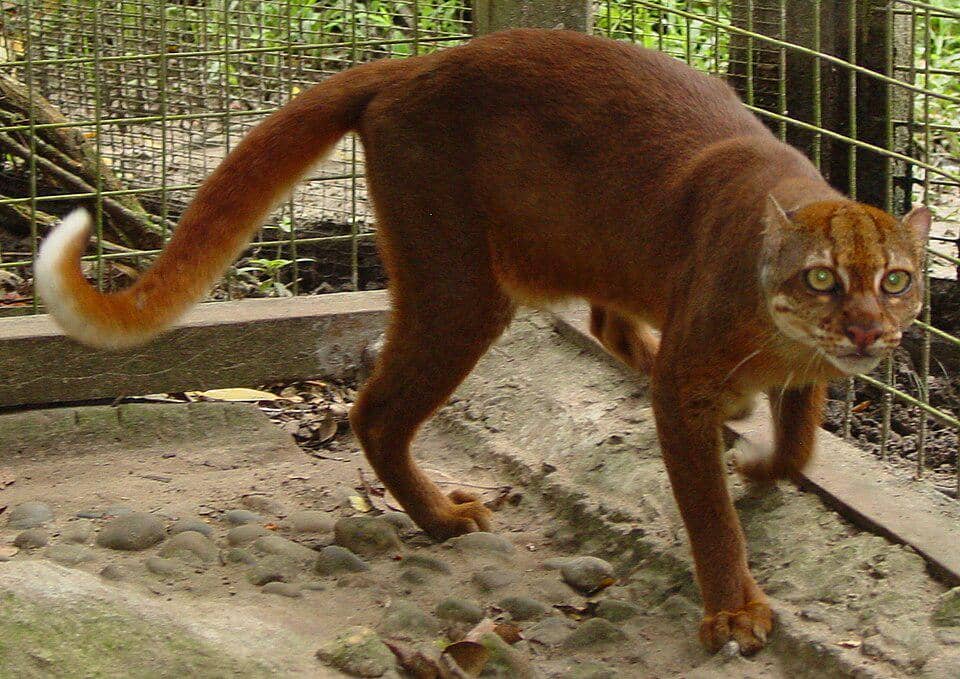 satu dari sedikit foto kucing merah yang sangat misterius