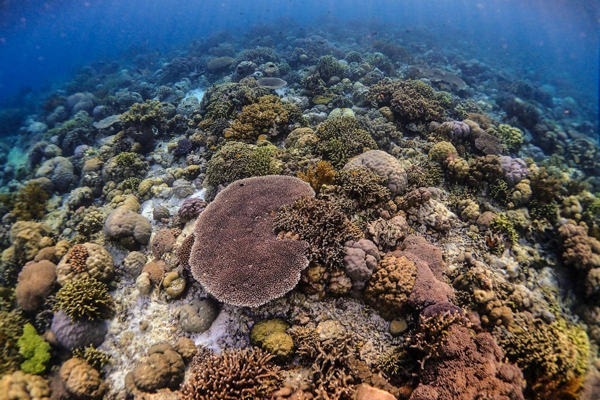 ilustrasi keindahan bawah laut Taman Nasional Wakatobi 