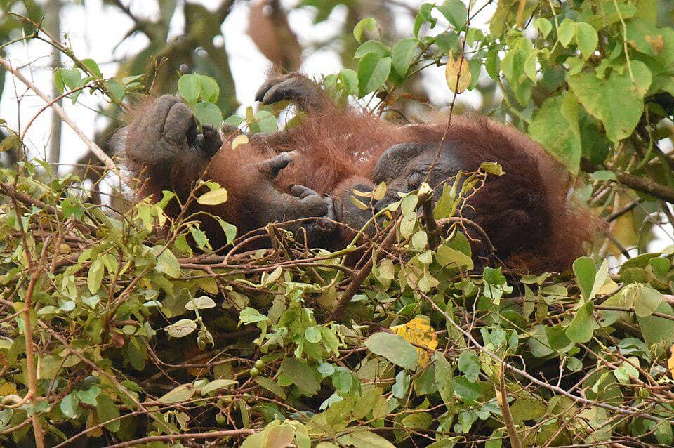 Seekor orang utan dewasa sedang beristirahat.