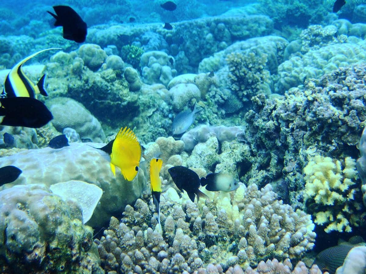 keindahan bawah laut Taman Nasional Bunaken