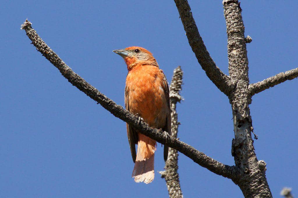Hepatic Tanager jantan