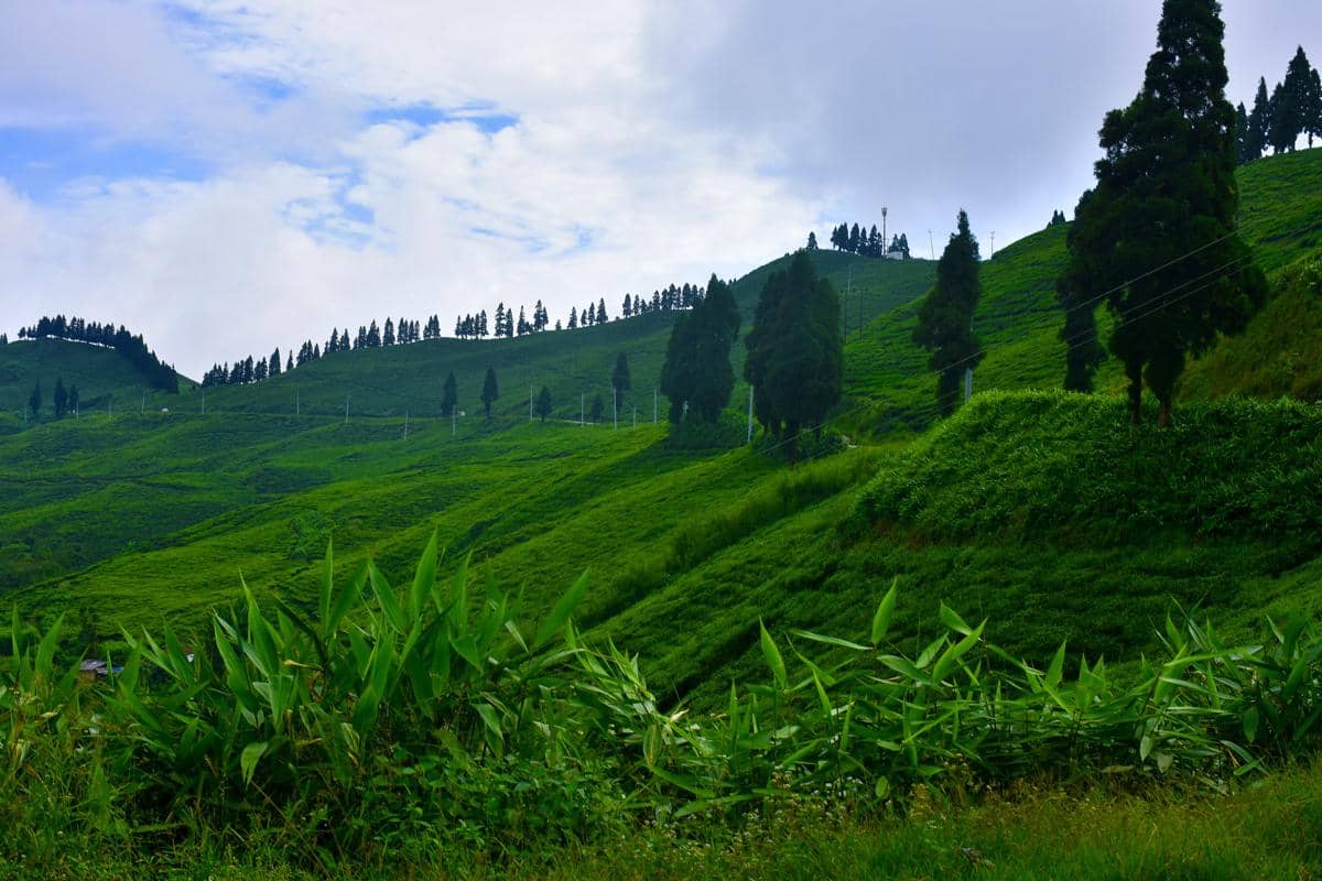 Ilam Tea Estate