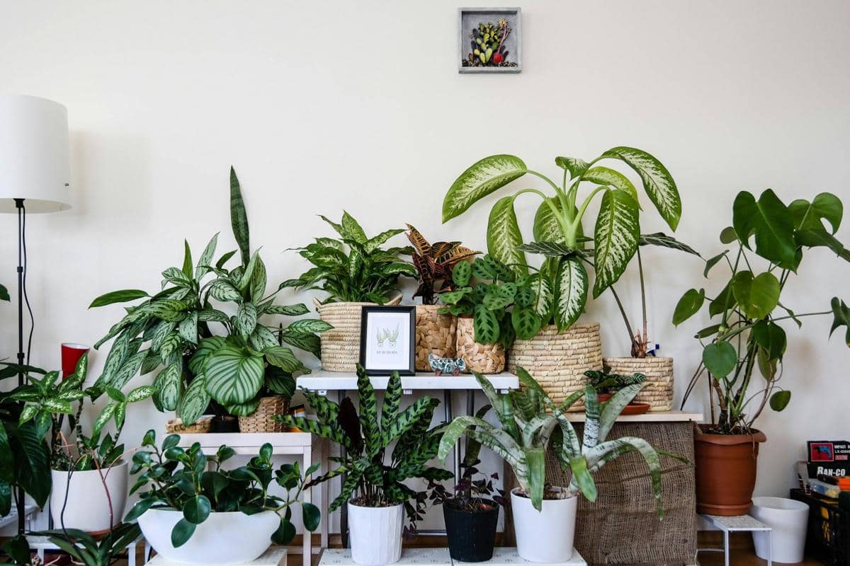 5 Tips Menata Indoor Garden agar Koleksi Tanaman Terlihat Lebih Estetik