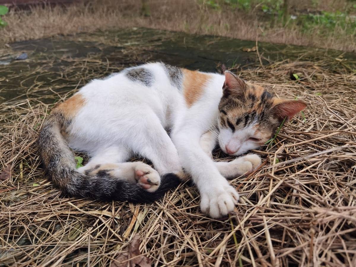 ilustrasi kucing yang lemas