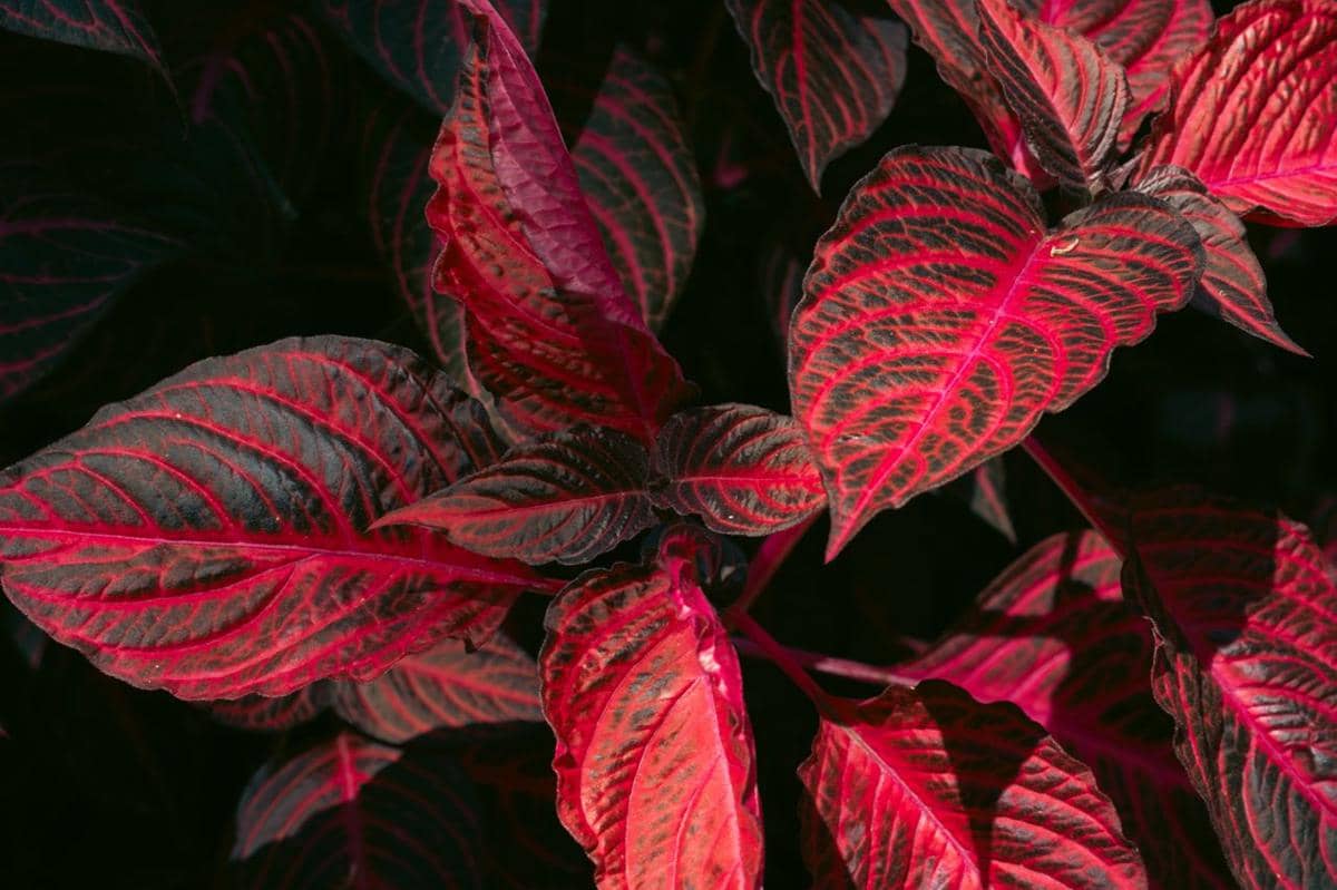 5 Tanaman Hias dengan Daun Berurat Merah, Kontras Warnanya Menawan