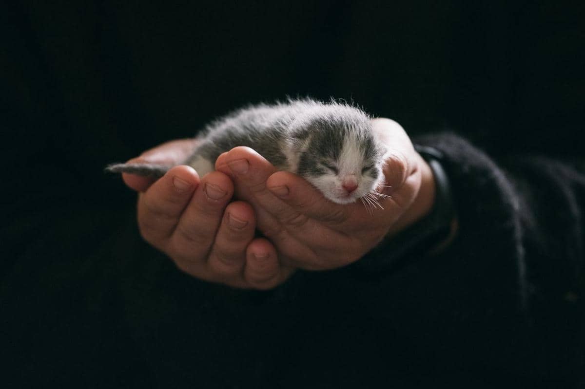 ilustrasi anak kucing