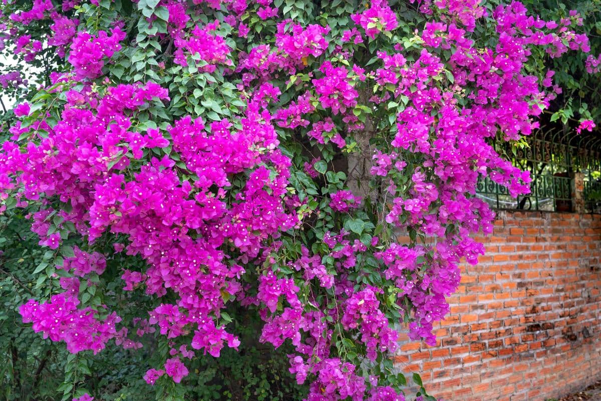 ilustrasi bougainvillea