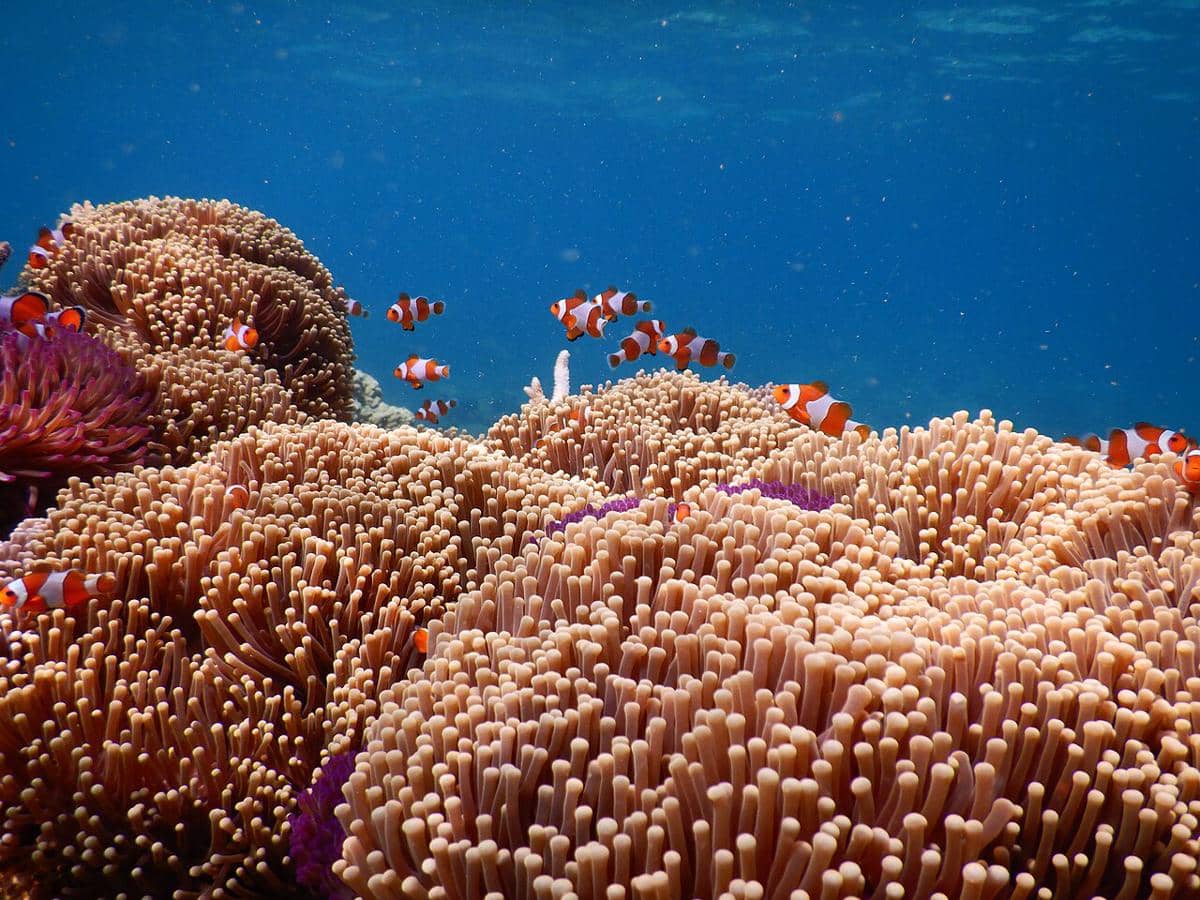 keindahan Taman Nasional Karimun Jawa 