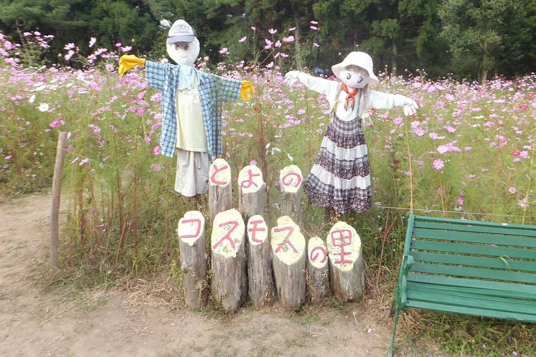 Toyono Cosmos Park, Osaka