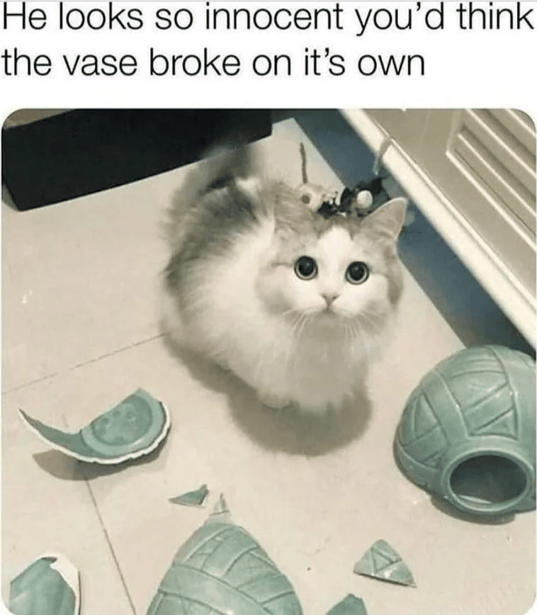 meme kucing gak merasa bersalah