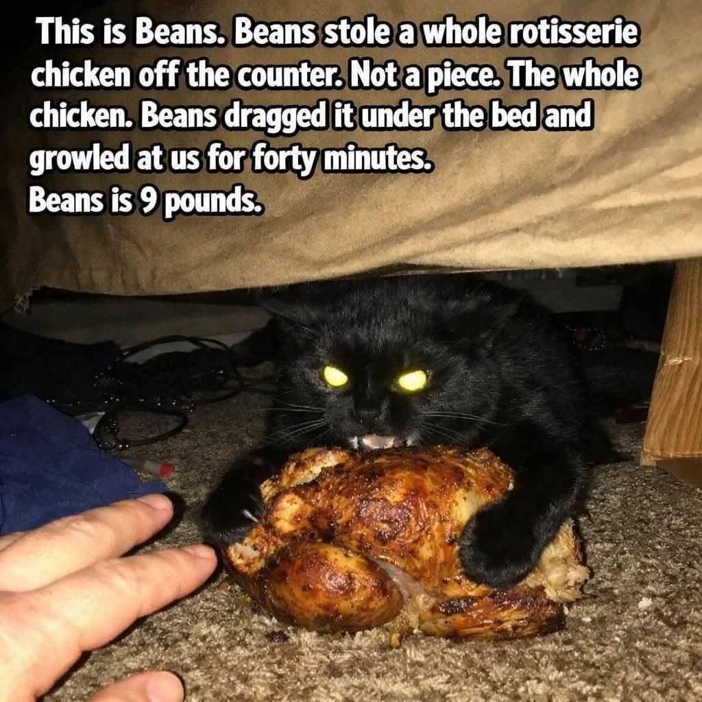 meme kucing tentang ayam