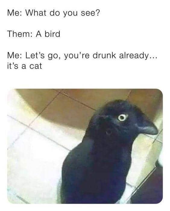 meme kucing tentang burung