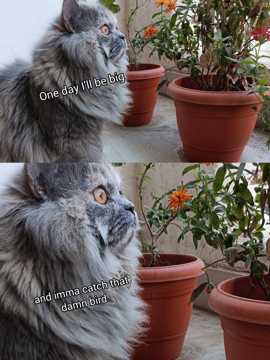 meme kucing tentang burung