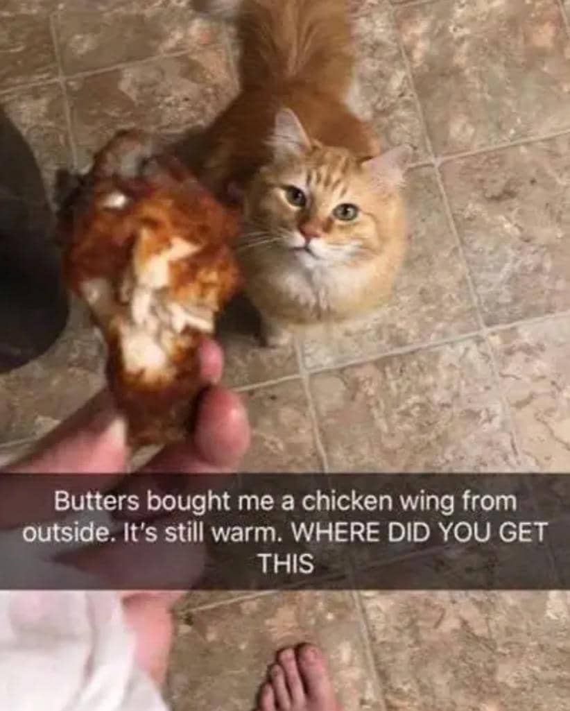 meme kucing tentang ayam