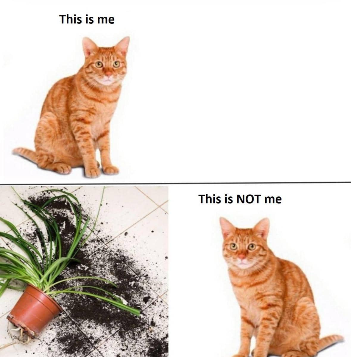 meme kucing gak merasa bersalah