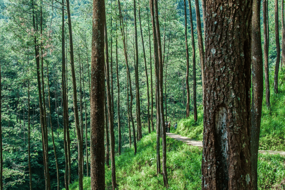 Hutan Petungkriyono