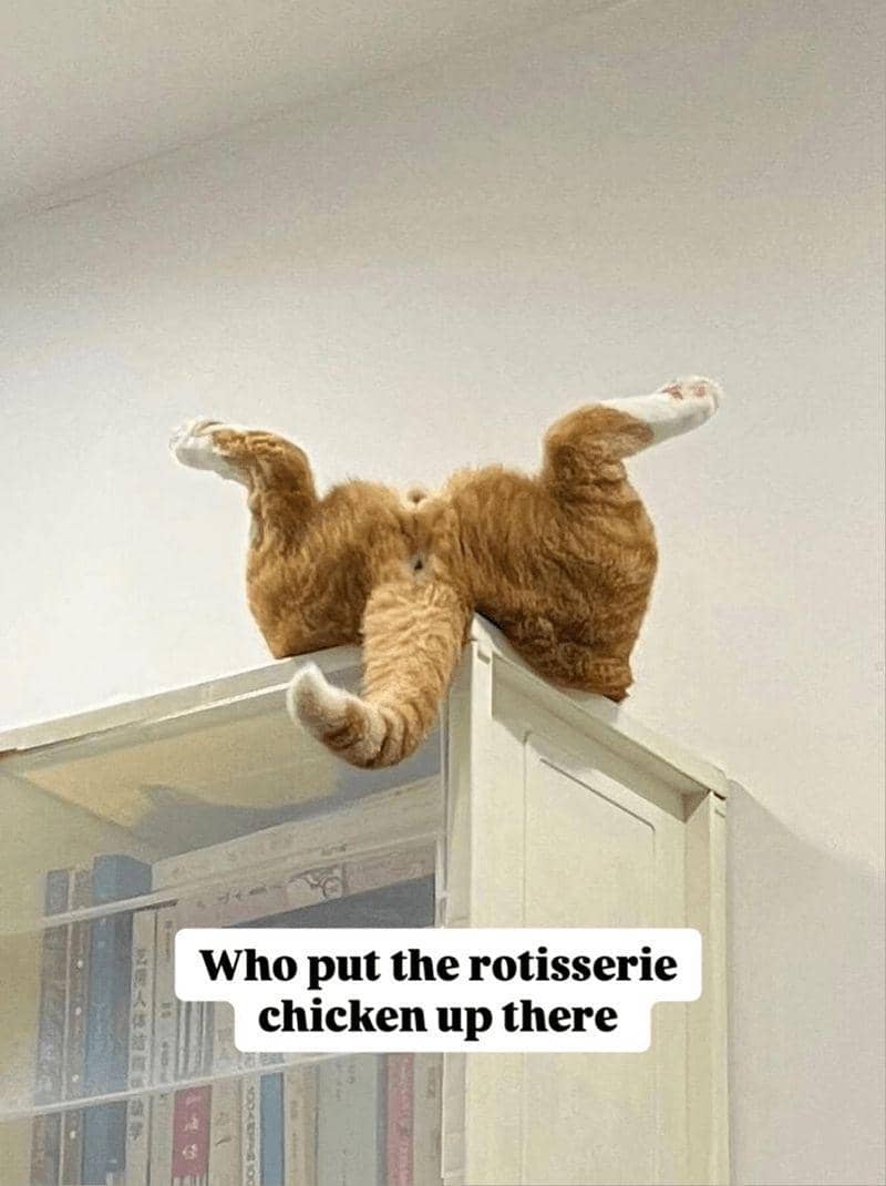 meme kucing tentang ayam
