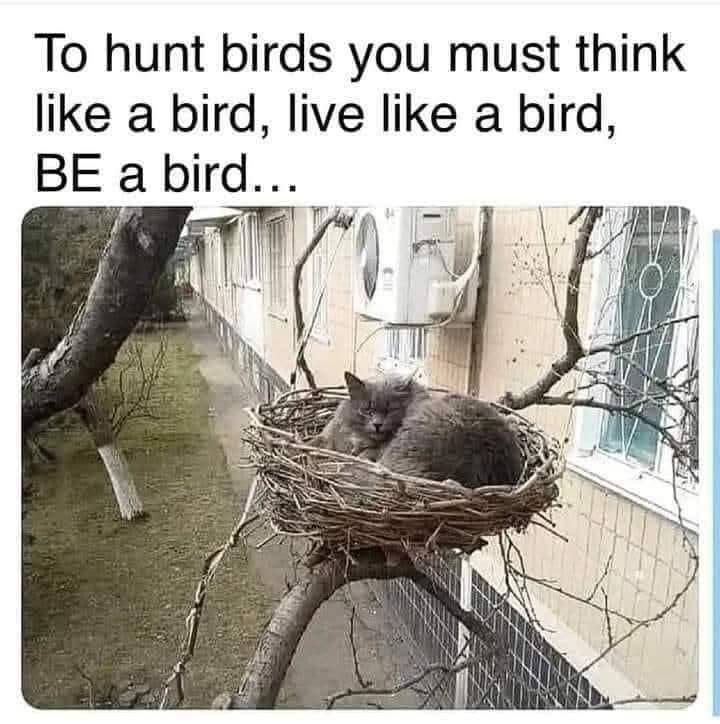 meme kucing tentang burung