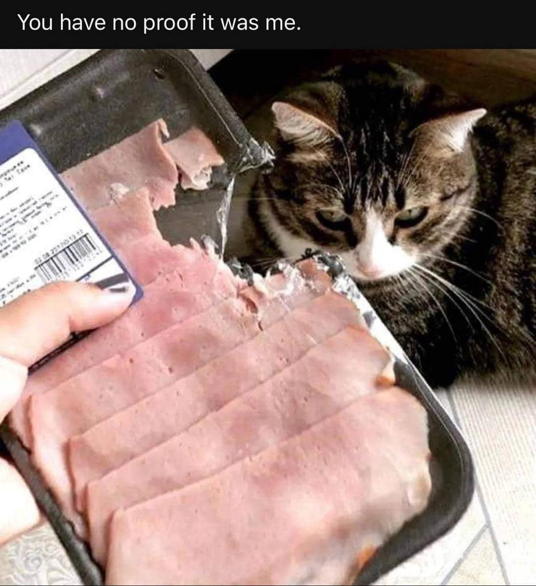meme kucing gak merasa bersalah