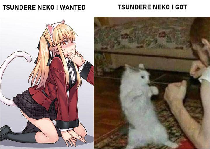 meme kucing tema anime