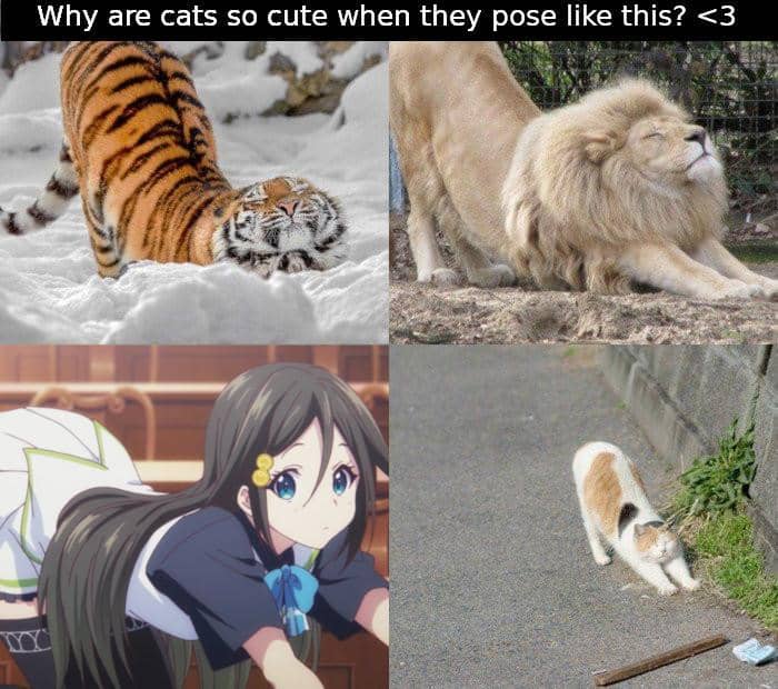 meme kucing tema anime