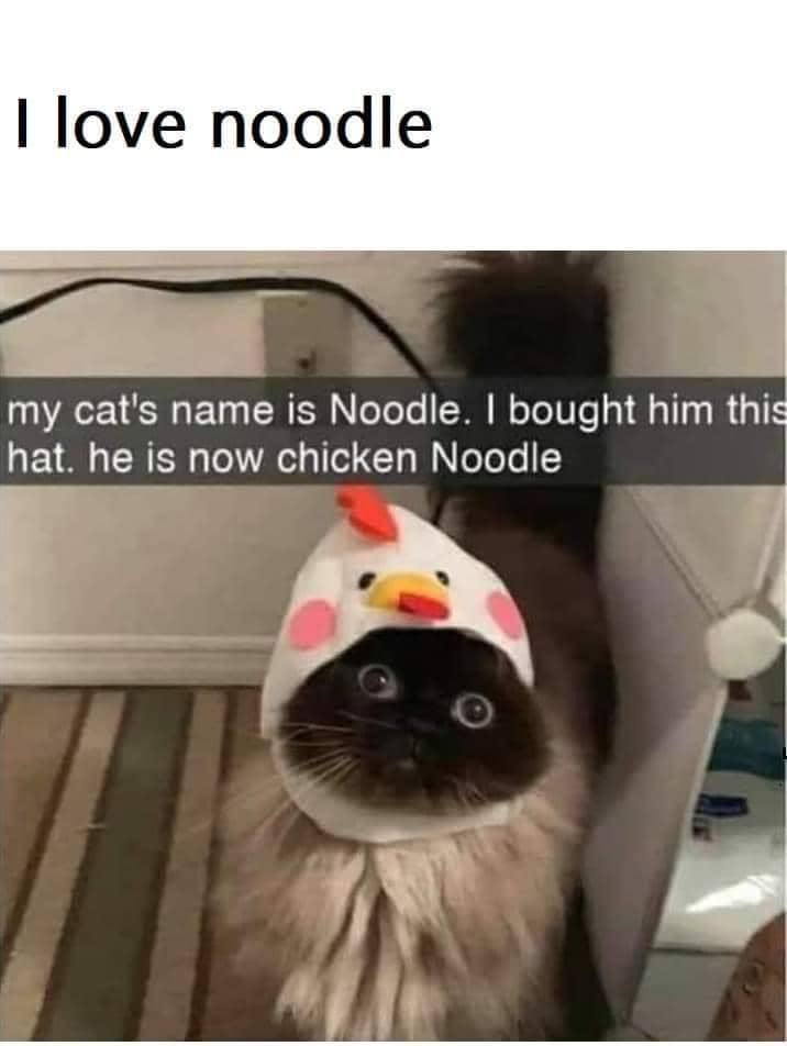 meme kucing tentang ayam