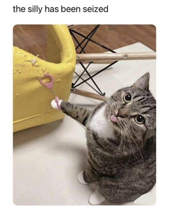 meme kucing gak merasa bersalah