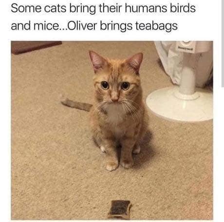 meme kucing tentang burung