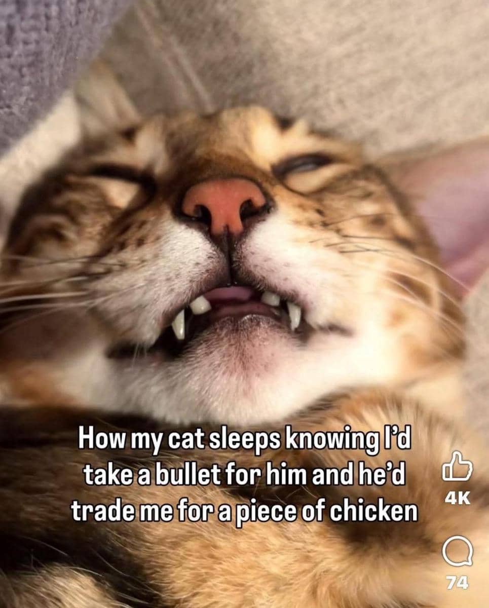 meme kucing tentang ayam