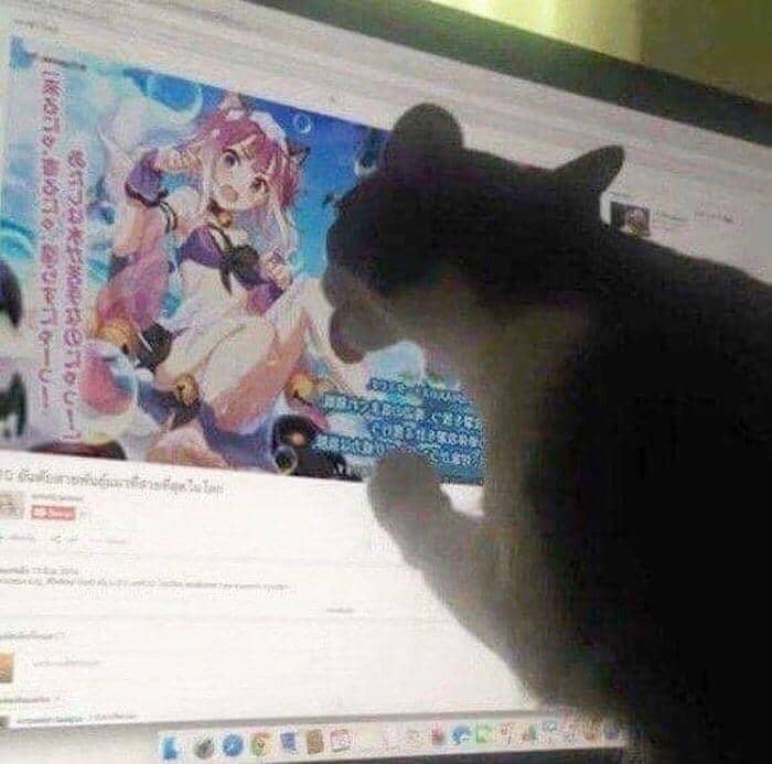 meme kucing tema anime