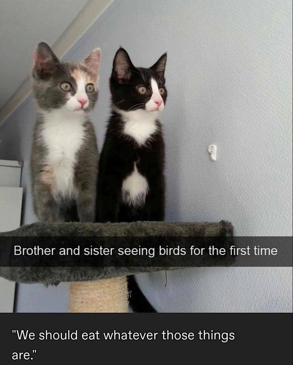 meme kucing tentang burung