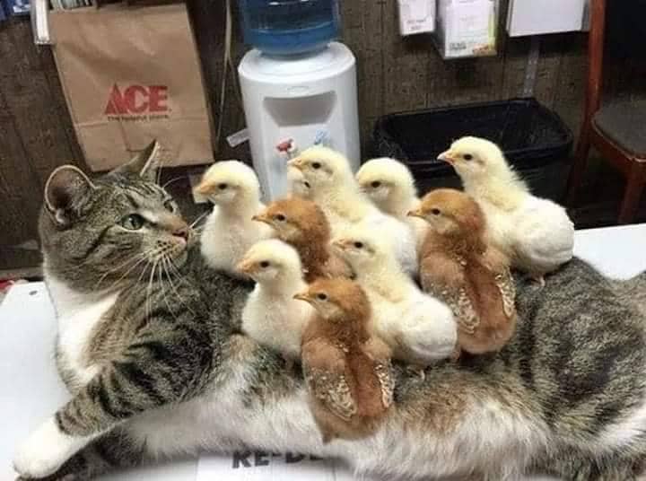 meme kucing tentang ayam