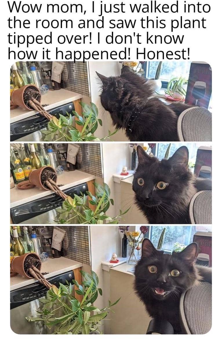 meme kucing gak merasa bersalah