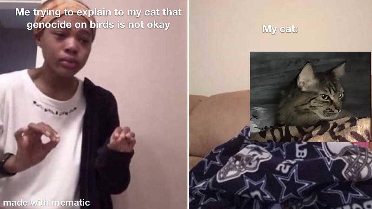 meme kucing tentang burung