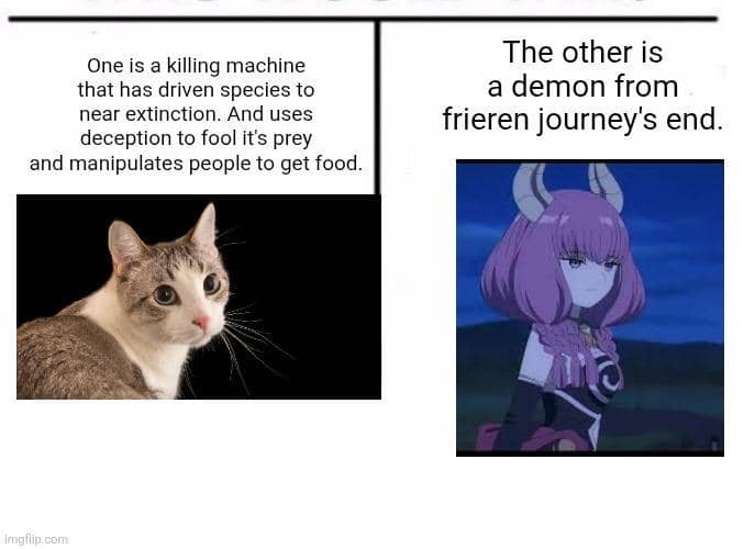 meme kucing tema anime