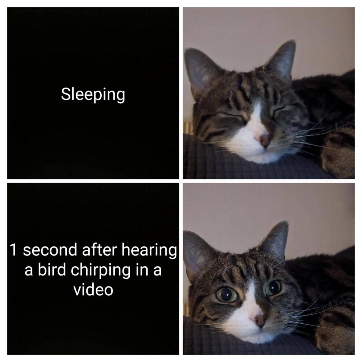 meme kucing tentang burung