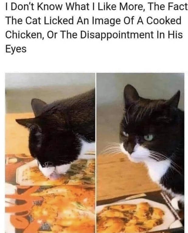 meme kucing tentang ayam