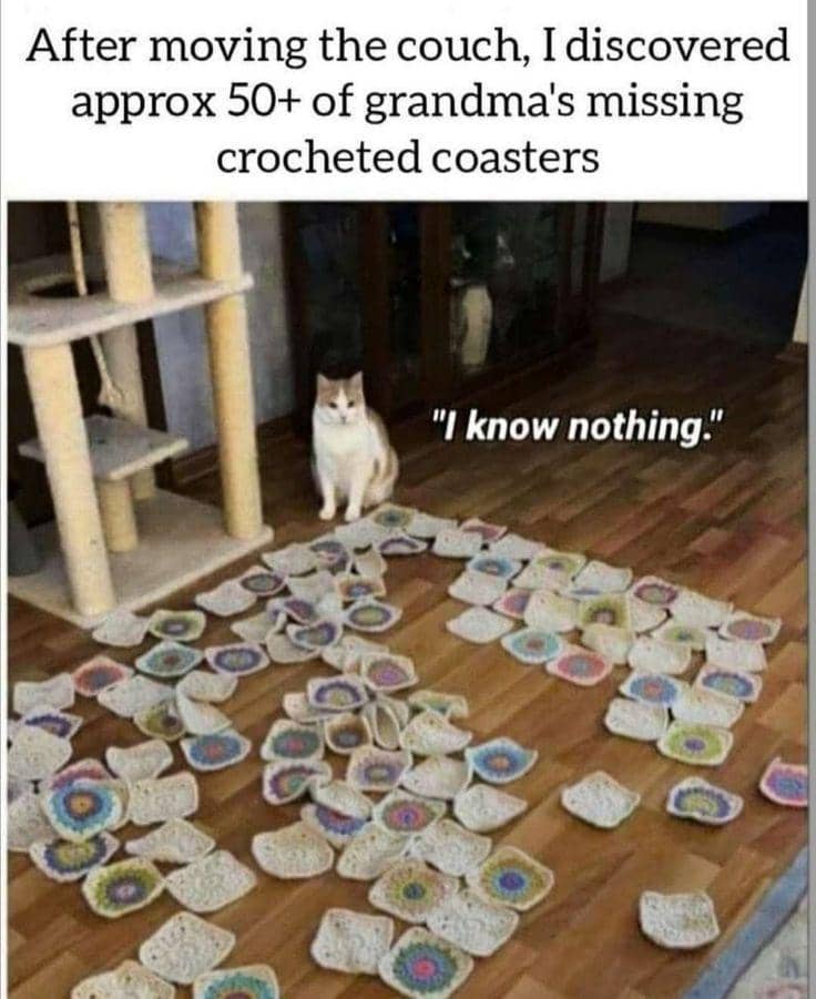 meme kucing gak merasa bersalah