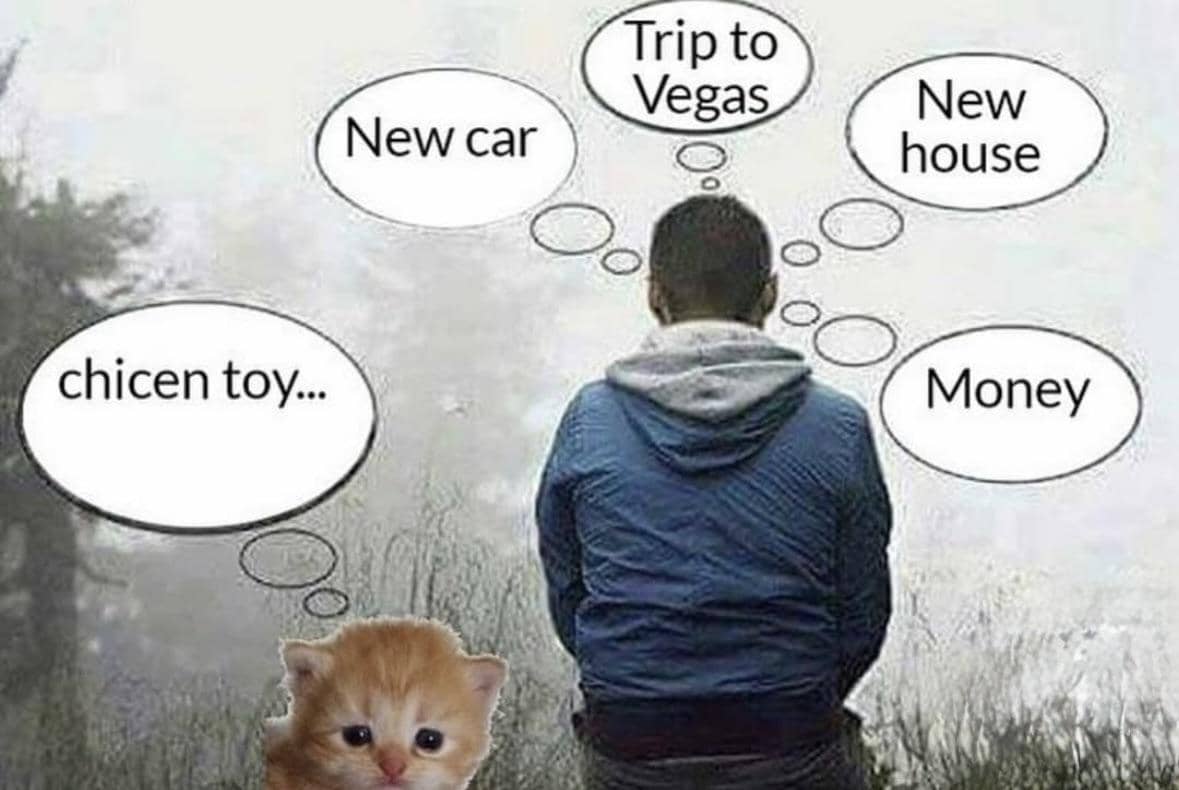 meme kucing tentang ayam