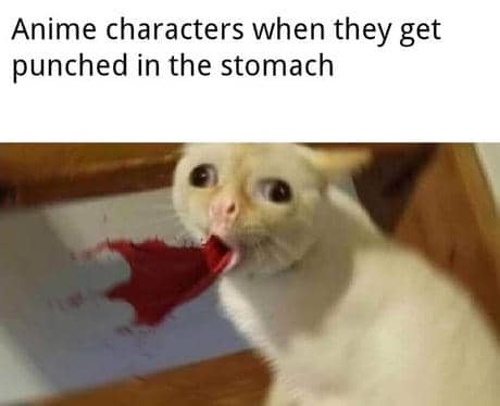meme kucing tema anime