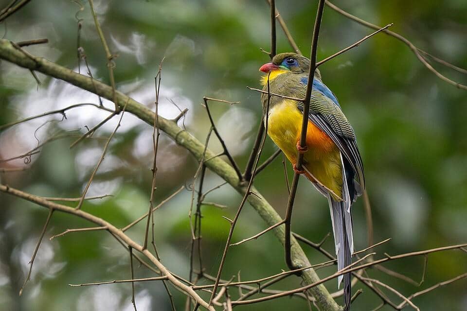 Burung luntur jawa bertengger di pohon.