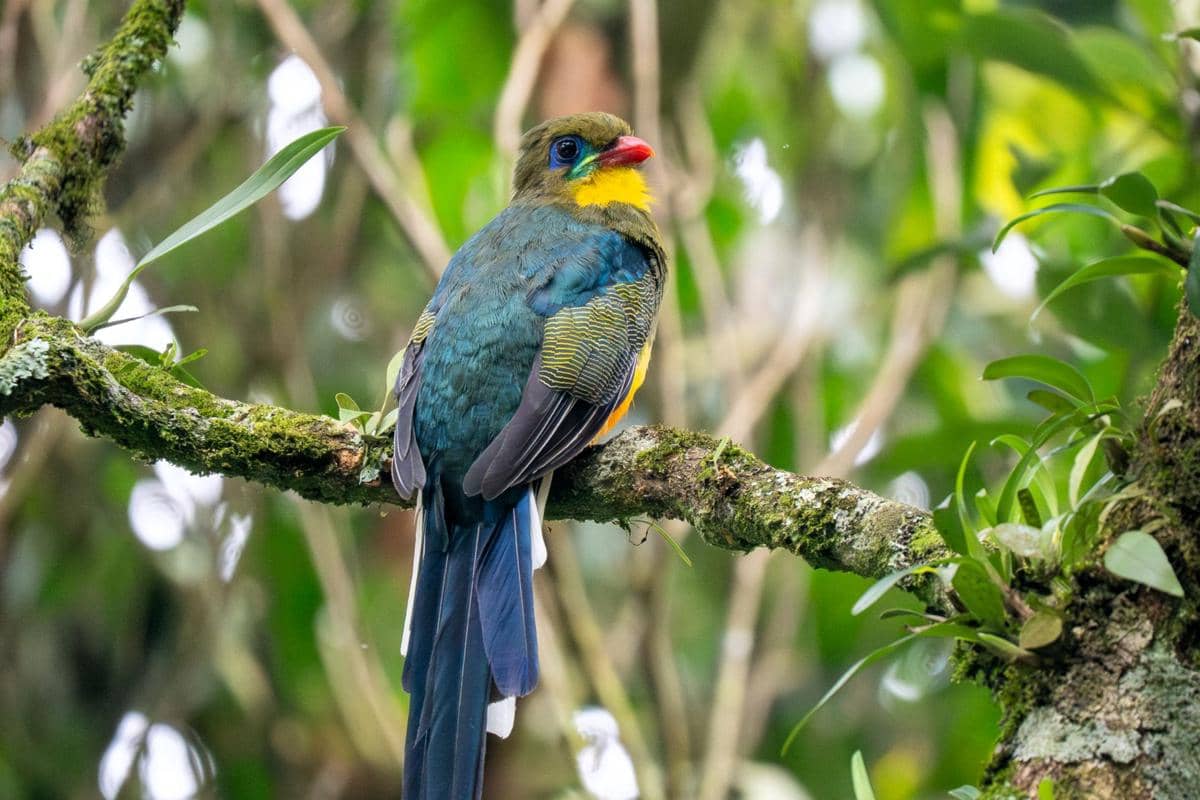 5 Fakta Menarik Luntur Jawa, Burung Endemik Hutan Pegunungan Jawa