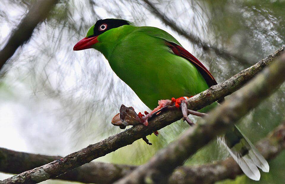Burung ekek geling kalimantan bertengger di pohon.