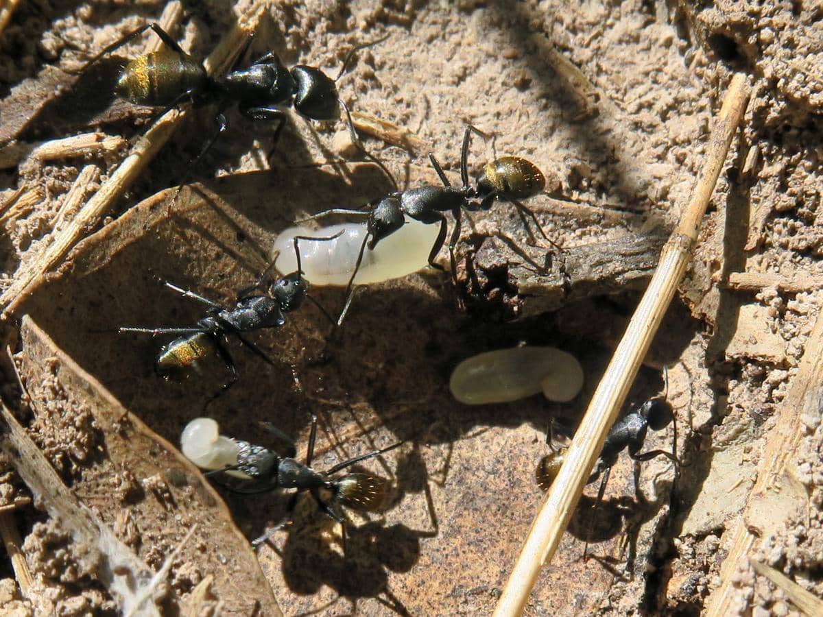 Semut scavengers