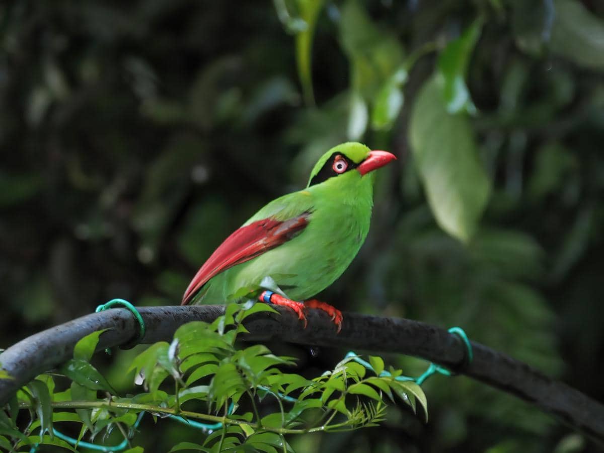 Burung ekek geling kalimantan bertengger di pohon.