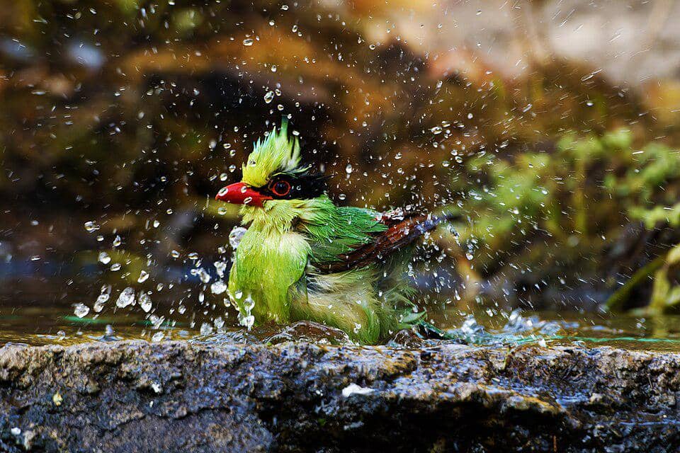 Burung ekek layongan sedang mandi.