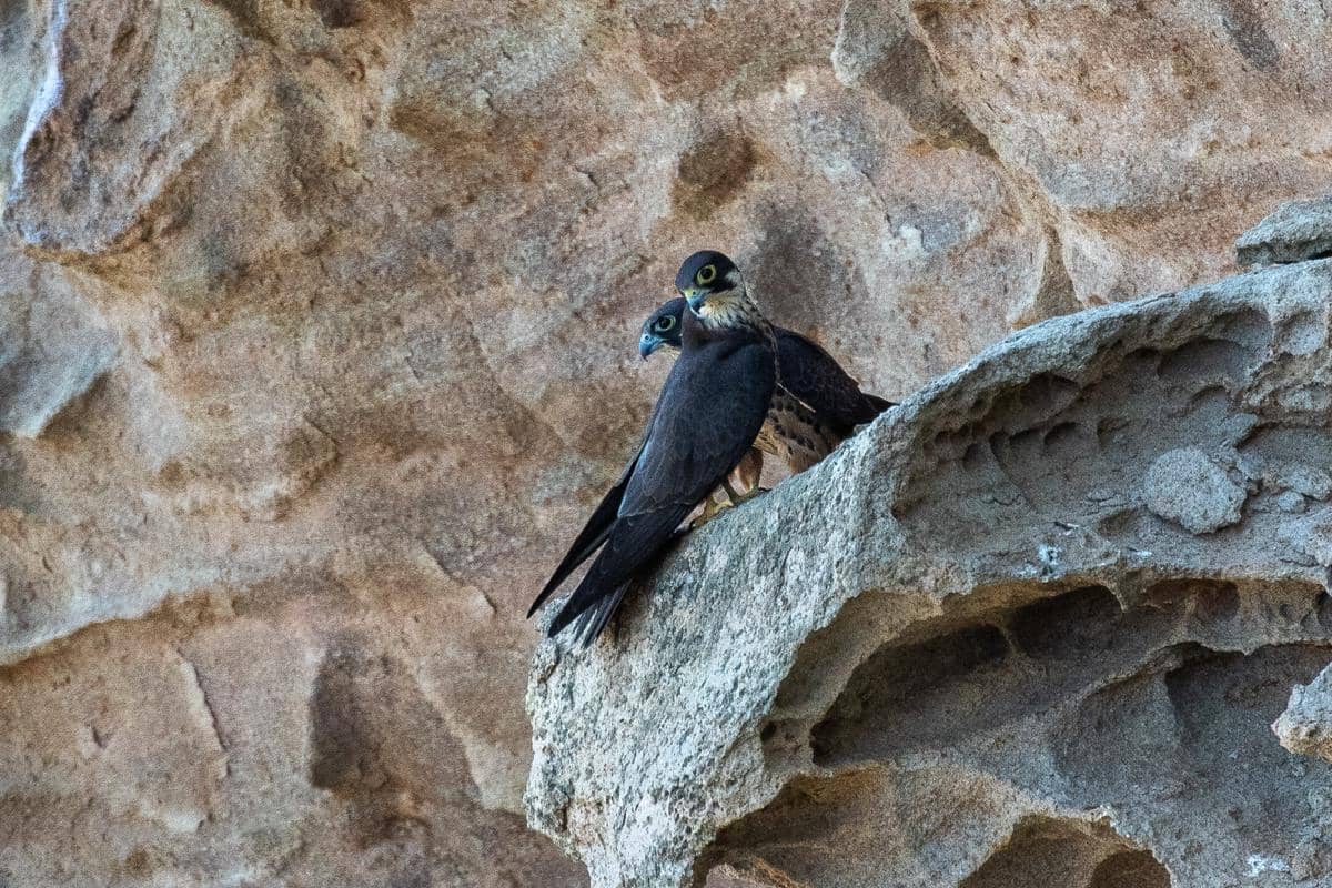 Eleonora’s falcon